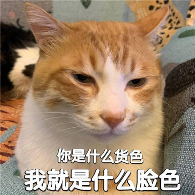 你为什么不找我玩热门搞怪表情包